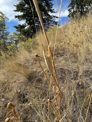 Calochortus macrocarpus