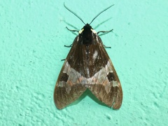 Dysschema magdala