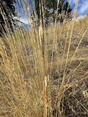 Calochortus macrocarpus
