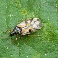 Anthocoris nemorum