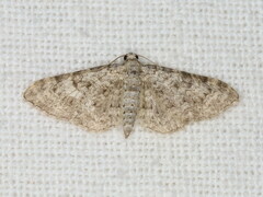 Eupithecia semigraphata