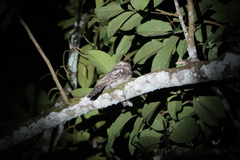 Caprimulgiformes