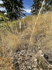 Calochortus macrocarpus