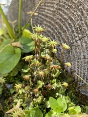 Marchantia