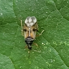 Anthocoris nemorum