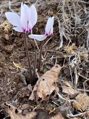Cyclamen graecum graecum