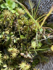 Marchantia