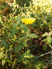 Pulicaria dysenterica