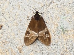 Dysschema magdala