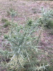 Ulex