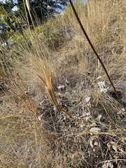 Calochortus macrocarpus