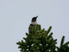 Turdus torquatus