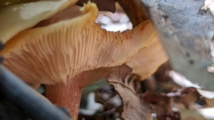 Armillaria mellea