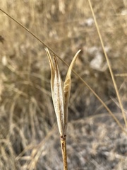 Calochortus macrocarpus