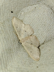 Idaea eugeniata
