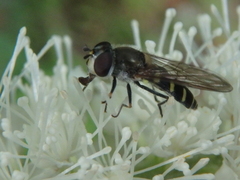 Melangyna