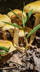 Armillaria mellea