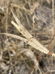 Calochortus macrocarpus