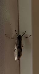 Thysanoptyx