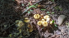 Armillaria mellea