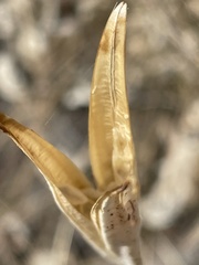 Calochortus macrocarpus