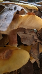 Armillaria mellea