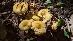 Armillaria mellea