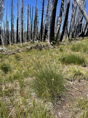 Festuca