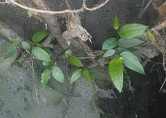 Ficus virgata