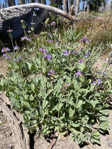 Image of Penstemon euglaucus by (c) Matt Berger, some rights reserved (CC BY)