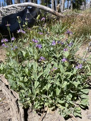 Penstemon euglaucus