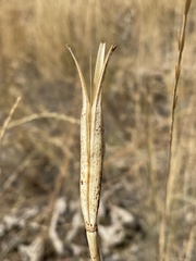 Calochortus macrocarpus