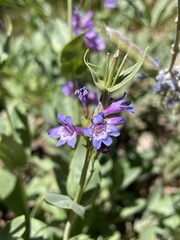 Penstemon euglaucus