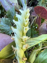 Spiranthes romanzoffiana