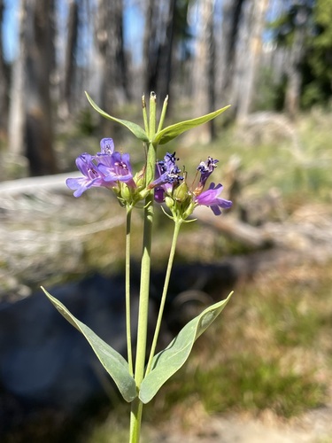 Image of Penstemon euglaucus by (c) Matt Berger, some rights reserved (CC BY)