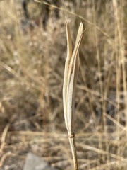 Calochortus macrocarpus