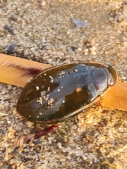 Cybister lateralimarginalis