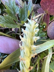 Spiranthes romanzoffiana