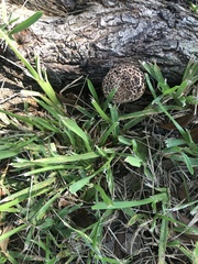 Strobilomyces strobilaceus image