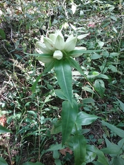Gentiana alba