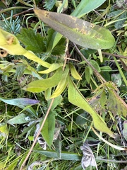 Spiranthes romanzoffiana