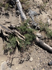 Cymopterus terebinthinus