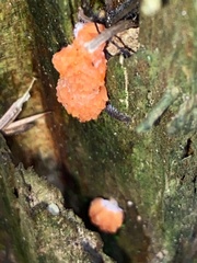 Tubifera ferruginosa
