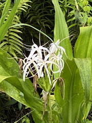 Crinum