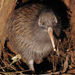 Brown Kiwi - Photo Maungatautari Ecological Island Trust, no known copyright restrictions (public domain)