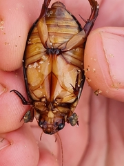 Cybister lateralimarginalis