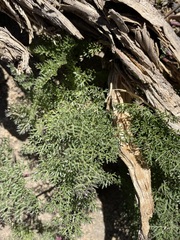 Cymopterus terebinthinus