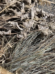 Pseudoroegneria spicata