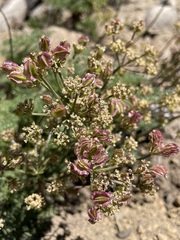 Cymopterus terebinthinus