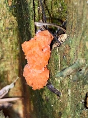 Tubifera ferruginosa